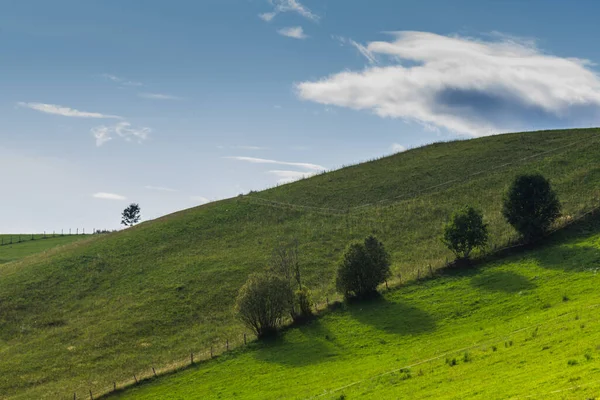 Arbres Arbustes Sur Une Prairie Verdoyante Dans Une Belle Nature — Photo