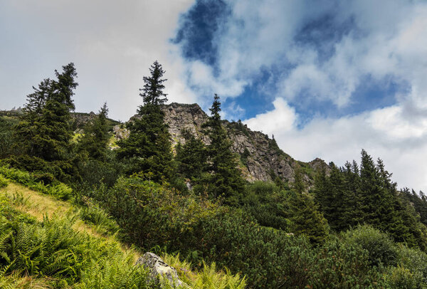 Деревья папоротники и скалы во время походов в горах и летом