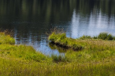 Yazın bir dağ gölünün kıyısında yeşil çimenler.