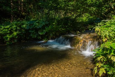 Ormanda yürürken bir derede adım ve leğen