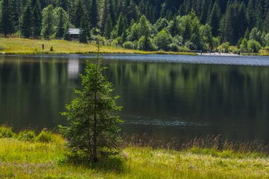Bir dağ gölünün kıyısında tek bir çam ağacı.