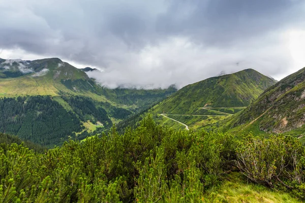 Зелені Чагарники Горах Під Час Походу Відпустку — стокове фото