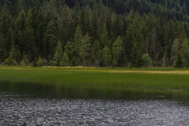 Ağaçlar ve kamışlarla dolu bir dağ gölünde küçük dalgalar.