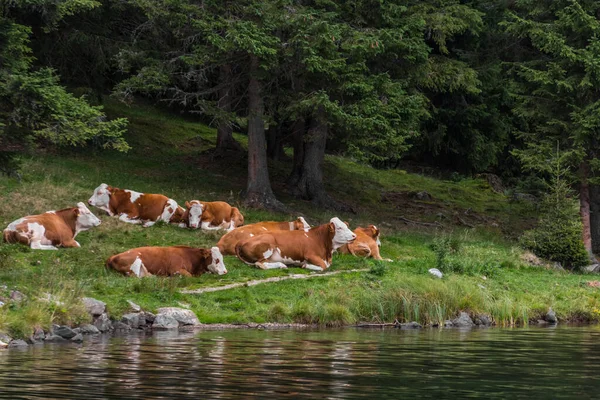 牛は夏に山の湖のほとりにあるグラに横たわっています — ストック写真