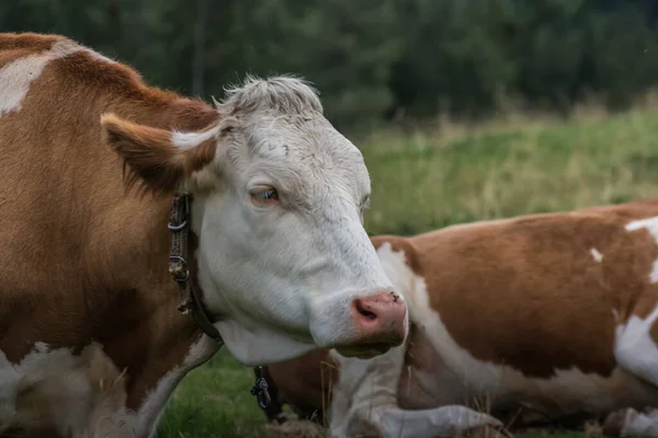 Vaca Olha Pasto Enquanto Caminha Verão — Fotografia de Stock