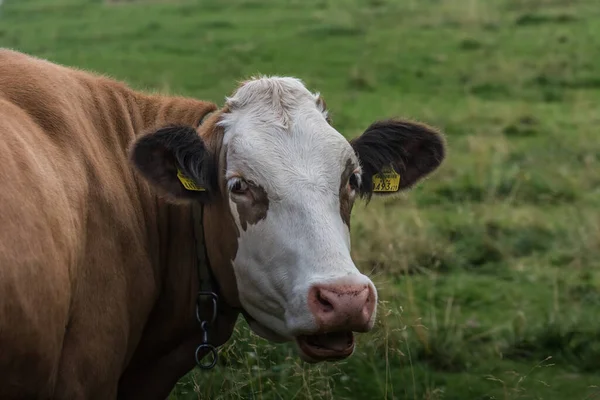 Vaca Olha Com Boca Aberta Prado Verde — Fotografia de Stock