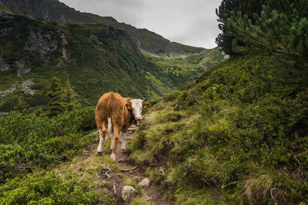 Kráva Stojí Dívá Turistické Stezky Horách — Stock fotografie