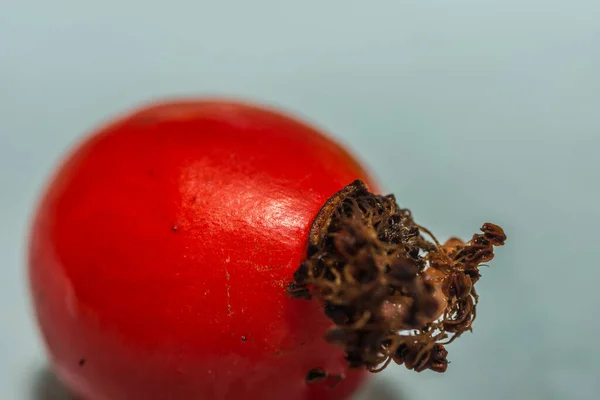 Red Fresh Rose Hip Detail View Light Blue Background — Stock Photo, Image