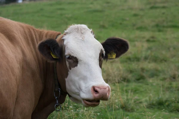 Vaca Sorri Olha Para Câmera Verão — Fotografia de Stock