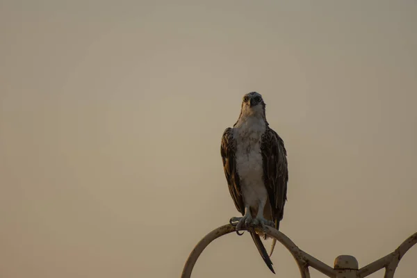 Águila Marina Sienta Mira Cámara Mar — Foto de Stock