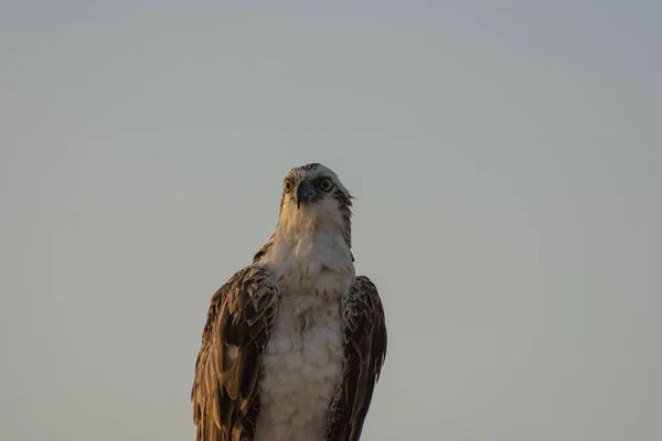 Águila Marina Sienta Mar Mira Con Cielo Fondo — Foto de Stock