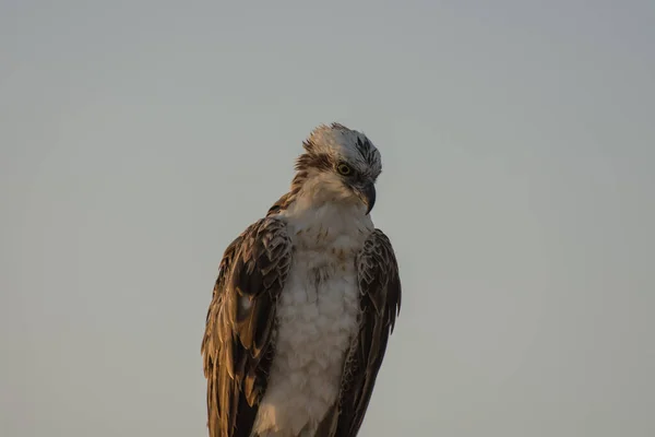 Águila Marina Sienta Playa Mira Hacia Abajo Verano — Foto de Stock