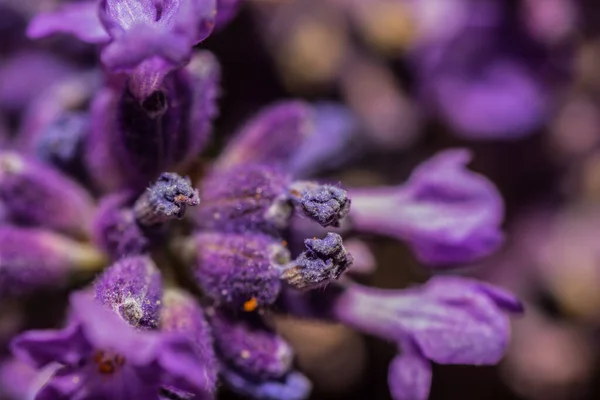Lkbaharda Mor Lavanta Çiçekleri Makro Görünüm — Stok fotoğraf