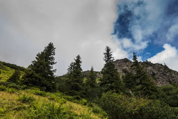 Соснові Дерева Зелені Чагарники Горах Відпустці — стокове фото