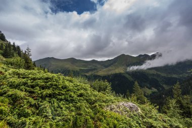 Doğada gökyüzünde asiküler çalılar ve bulutlar