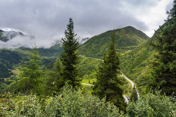 Красиві Дерева Чагарники Горах Заповіднику — стокове фото