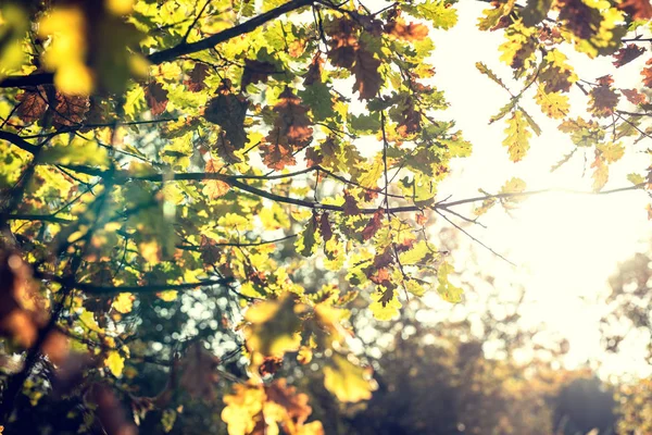 Sun shining through beautiful fall leaves