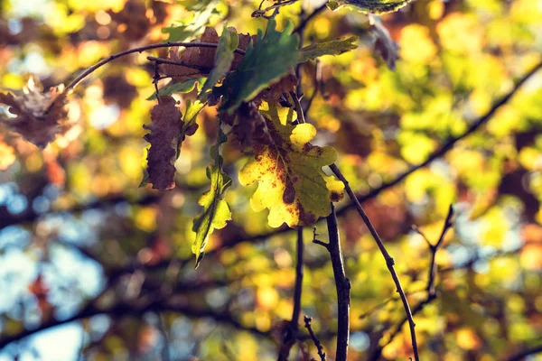 Sun shining through beautiful fall leaves