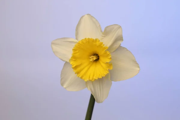 Flower Narcissus Colored Background — Stock Photo, Image