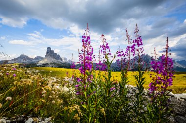 Tre Cime di Lavaredo, willowherb ve sonbahar sahne, İtalya, Europe Dolomites ortamda Drei Zinnenin güzellikler.