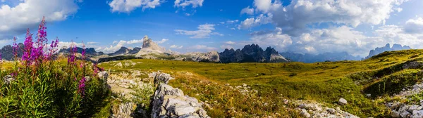 Cime Lavaredo Willowherb 주변이을 이탈리아 유럽에서에서 Dolomites에에서 Zinnenin 파노라마 — 스톡 사진