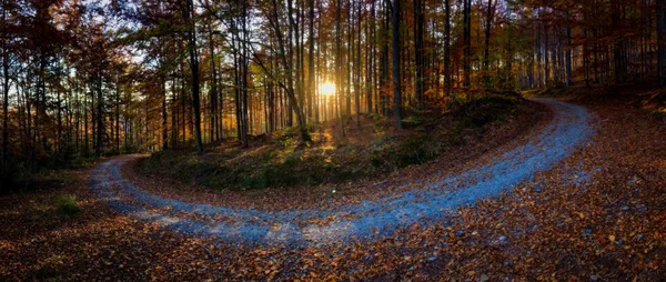 在森林里 早晨的太阳穿过树林 那蔚蓝的天空中背景金黄闪耀秋季全景 — 图库照片