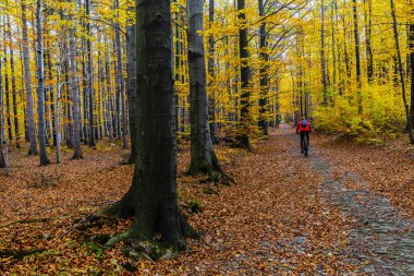 Dağ bisikleti kadın sonbahar dağ orman manzara üzerinde bisiklete binmek. Kadın Bisiklet Mtb akışı iz parça. Açık spor aktivitesi.