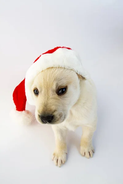 Schattige Kerst Schattig Labrador Retriever Puppy Witte Achtergrond Jonge Vriendelijke — Stockfoto