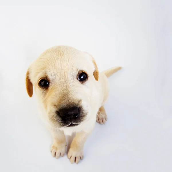 Bonito Filhote Cachorro Adorável Labrador Retriever Fundo Branco Jovens Cães — Fotografia de Stock