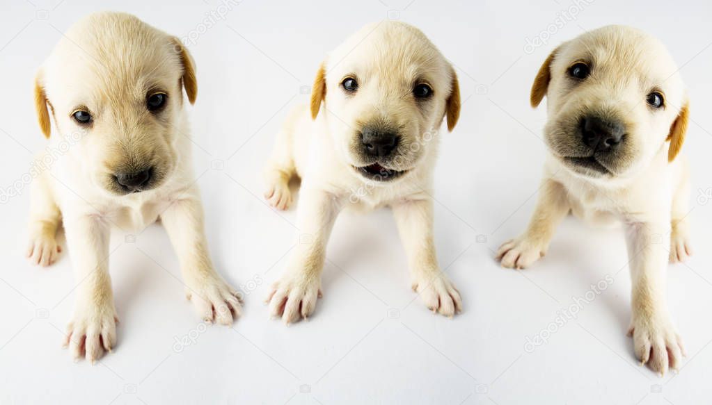 Cute adorable labrador retriever puppies on white background. Young friendly dogs waiting for new home.