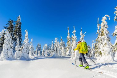 Beskidy dağlarında kayak. Kayakçı adam, taze toz karda taşrada kayak yapıyor.
