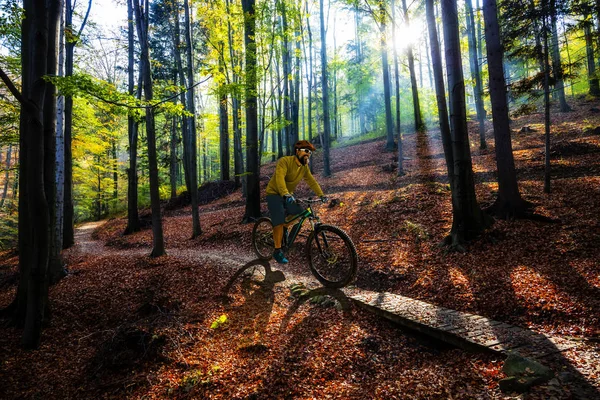 Gouden glans herfst panorama scène in het bos, de ochtend su — Stockfoto