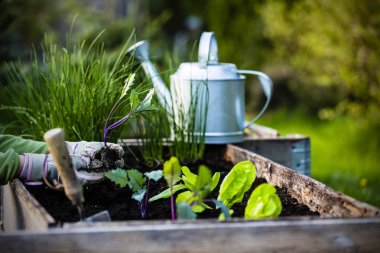 Bir kadın bahçıvan elleri dikme izin Backyard açık portre