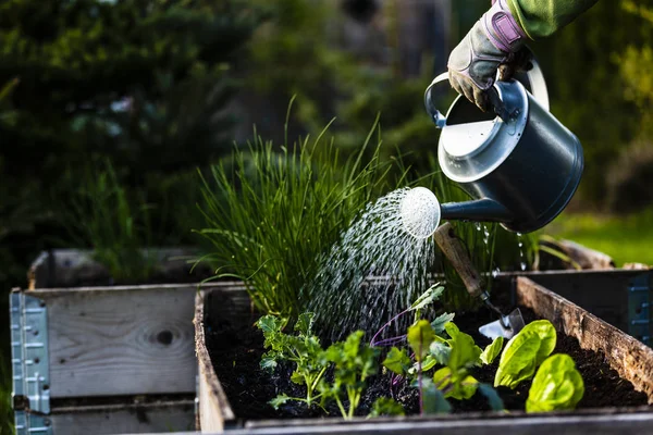 Quintal ao ar livre retrato de uma mulher jardineiro mãos plantio deixe — Fotografia de Stock