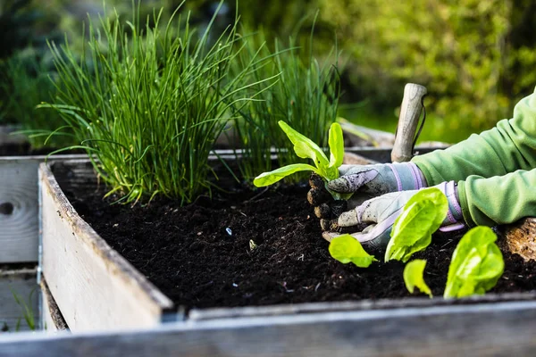 Hinterhof im Freien Porträt einer Gärtnerin Hände Bepflanzung lassen — Stockfoto