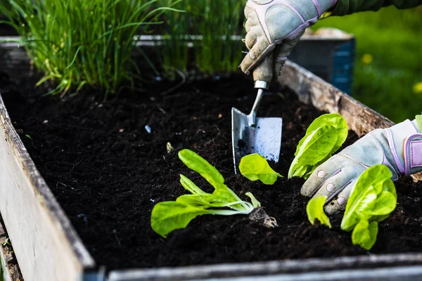 Patio trasero retrato al aire libre de una mujer jardinero manos plantación dejar — Foto de Stock