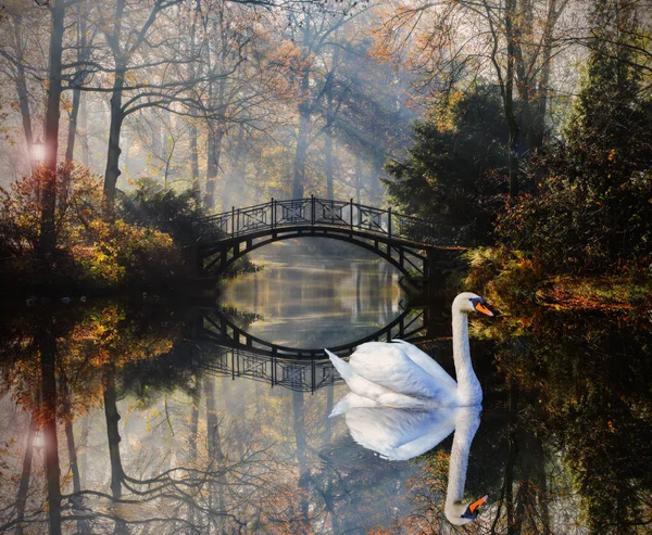 Scenic view of swan in misty autumn pond landscape with beautifu — Stock Photo, Image