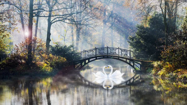 Heart shape of swans love mate for life in scenic view of misty — Stock Photo, Image