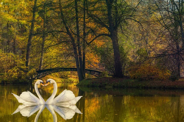 Heart shape of swans love mate for life in scenic view of misty — Stock Photo, Image