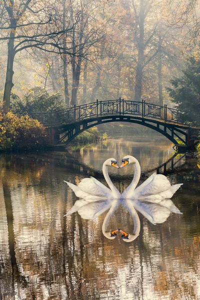 Heart shape of swans love mate for life in scenic view of misty — Stock Photo, Image