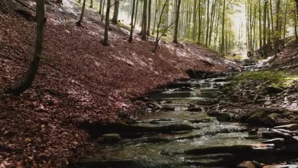 Stream Flowing Forest Beskidy Mountains Poland — Stock Video