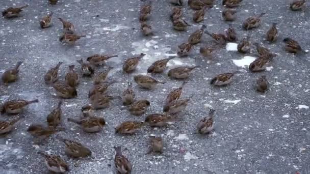 Manada de gorriones peleando por migas de pan . — Vídeos de Stock