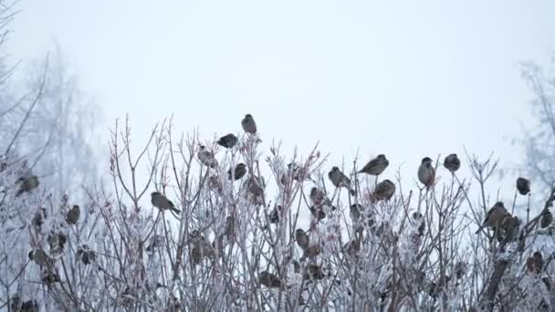 Skupina vrabců sedí na větvích. — Stock video