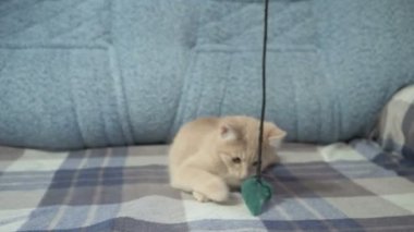 Şirin çok güzel kedi oyuncak Divan ile oynarken.