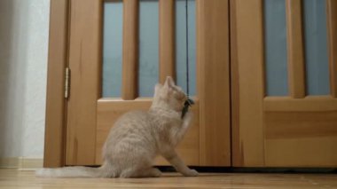 Şirin çok güzel kedi oyuncakla ahşap zemin üzerinde oynamak.