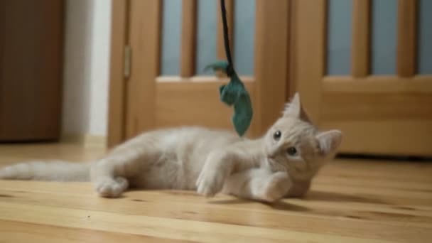 Gato pêssego bonito brincando com brinquedo no chão de madeira . — Vídeo de Stock