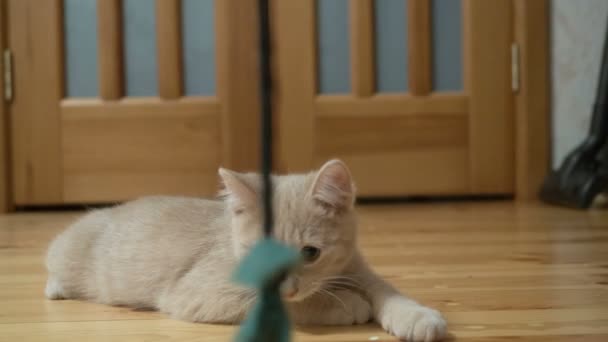 Cute peachy cat playing with toy on wooden floor. — Stock Video
