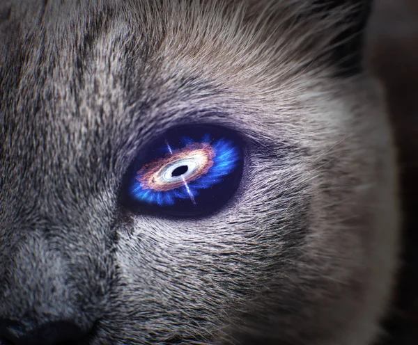 Misterioso occhio di gatto con galassia viola all'interno . — Foto Stock