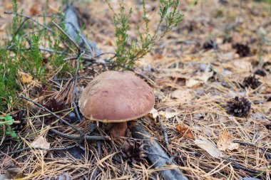 Cep. Ormanda mantar.