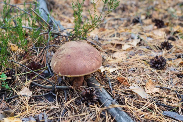 Cep. Cogumelo na floresta . — Fotografia de Stock